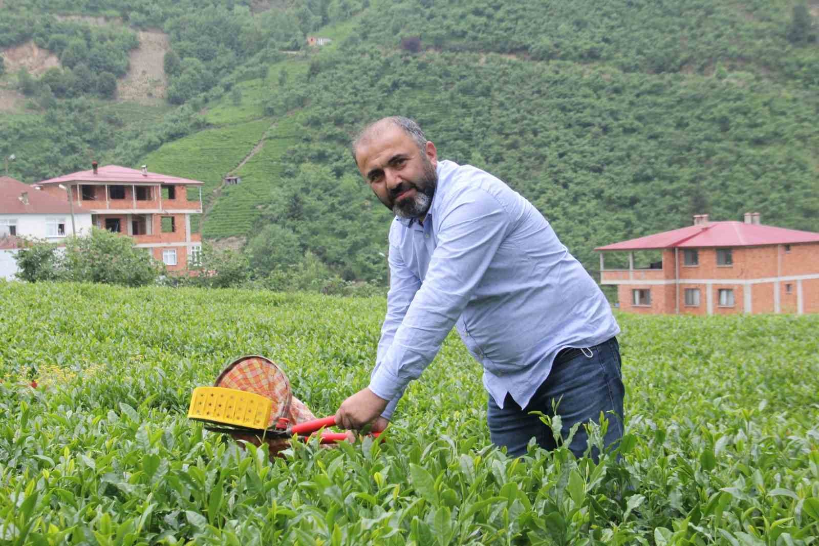 Yaş Çay Fiyatının Ardından Gözler Kuru Çaya Çevrildi