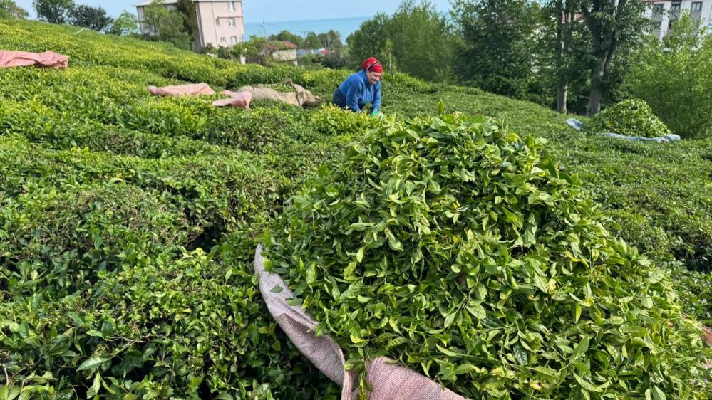 Rize’de Çay Mesaisi Başladı! Üreticiler Gün Doğmadan Bahçelere İndi