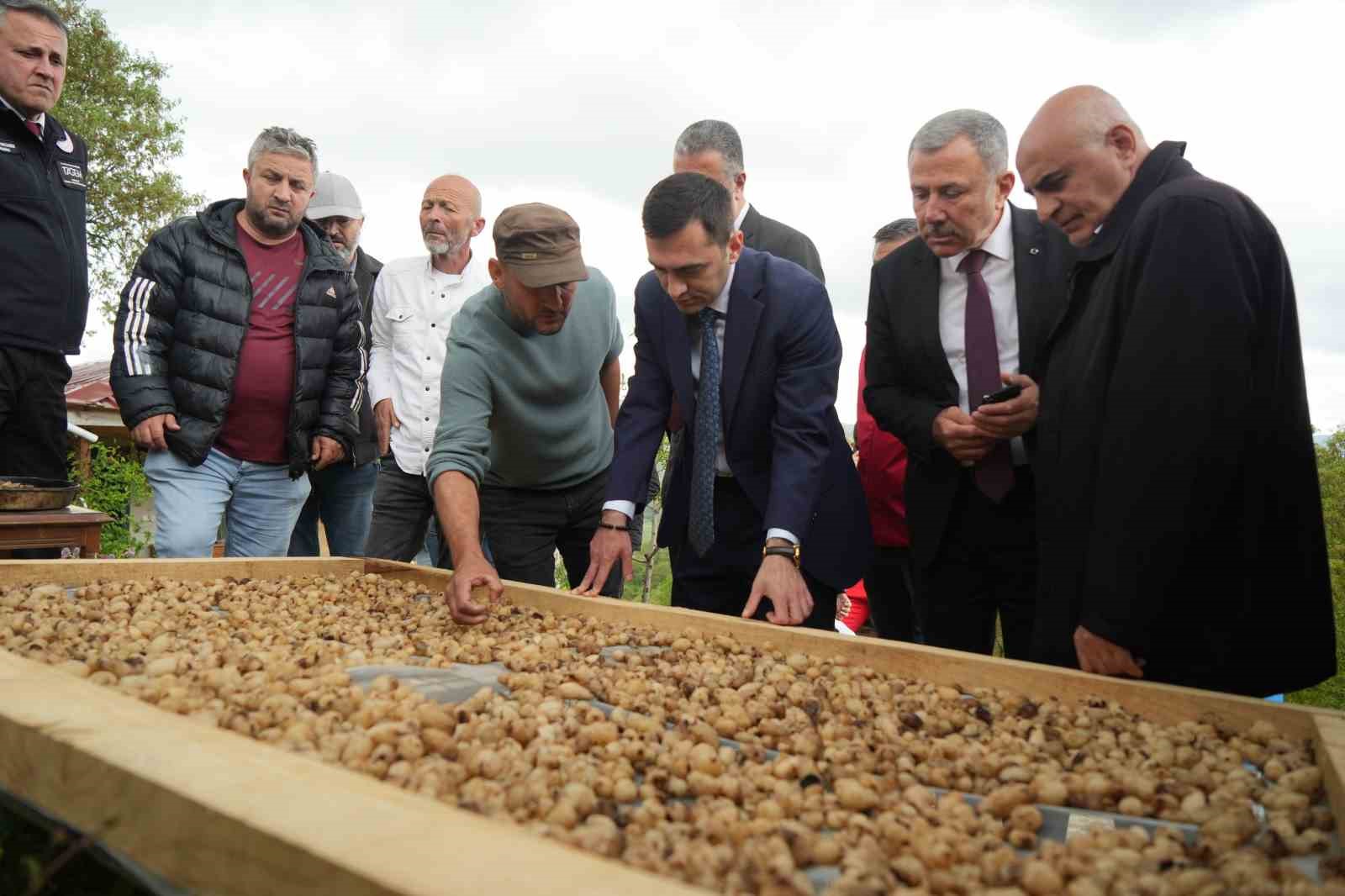 "topraktaki Altın" Salebin Hasadı Başladı: Kilosu 12 Bin Tl