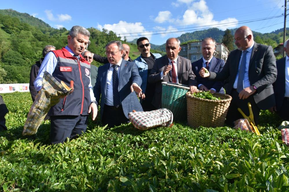 Artvin’de Yeni Sezon Yaş Çay Hasadı Başladı