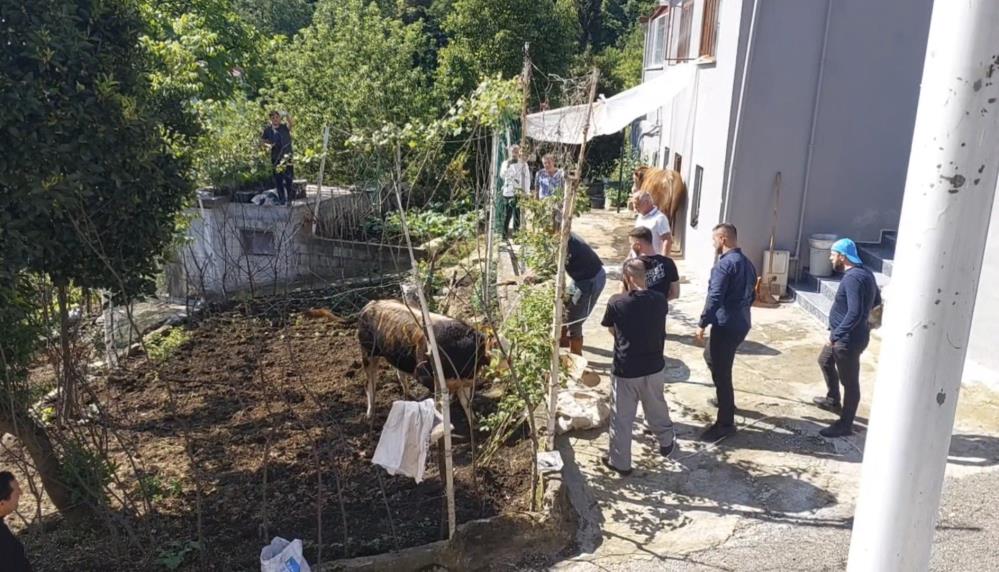 Kurbanlık Mahallede Alarm Verdi: Rize’de Kaçış Filmleri Aratmayan Kovalamaca