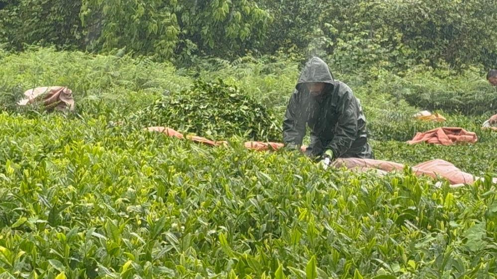 Rize’de Yağmur Çay Hasadını Durdurmadı: Üreticiler Bayram Tatilini Tarlada Geçirdi