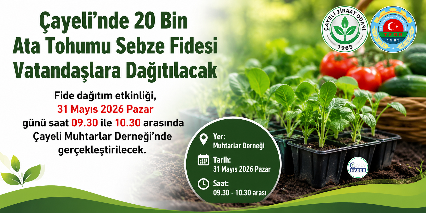 Çayeli’nde 20 Bin Ata Tohumu Fidesi Vatandaşlara Dağıtılacak