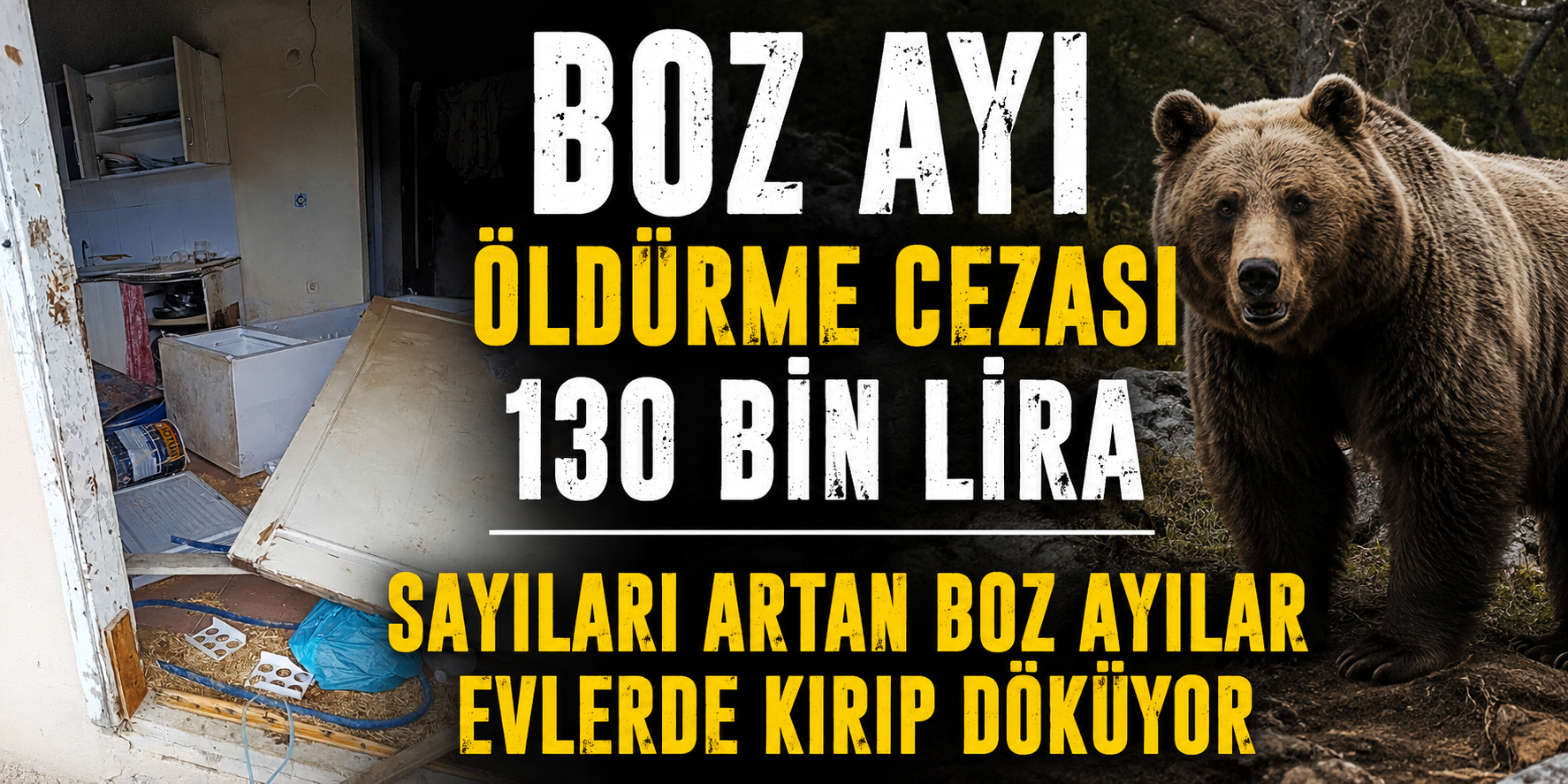 İkizdere’de Boz Ayı Alarmı: Yayla Evlerine ve Kovanlara Zarar Veriyor