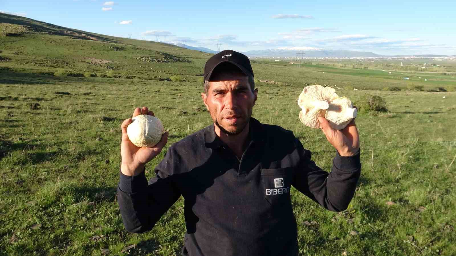 Yağışların Ardından Erzurum Dağlarında Mantar Bereketi