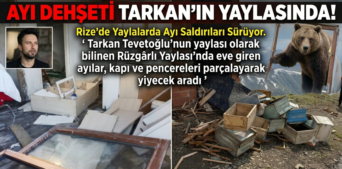 Rize'de Yaylalarda Ayı Saldırıları Sürüyor