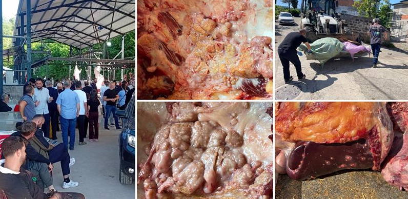 Rize’de Kurban Bayramı Denetimlerinde 11 Büyükbaş Hayvanda Tüberküloz Tespit Edildi