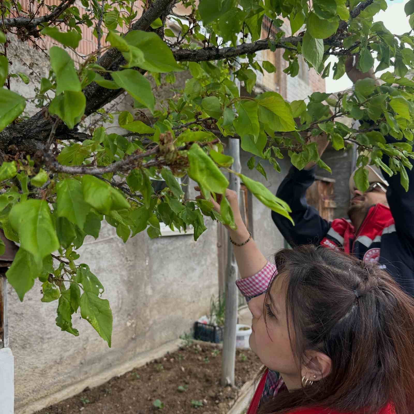 Aydıntepe’deki Meyve Bahçelerinde Hastalık Ve Zara