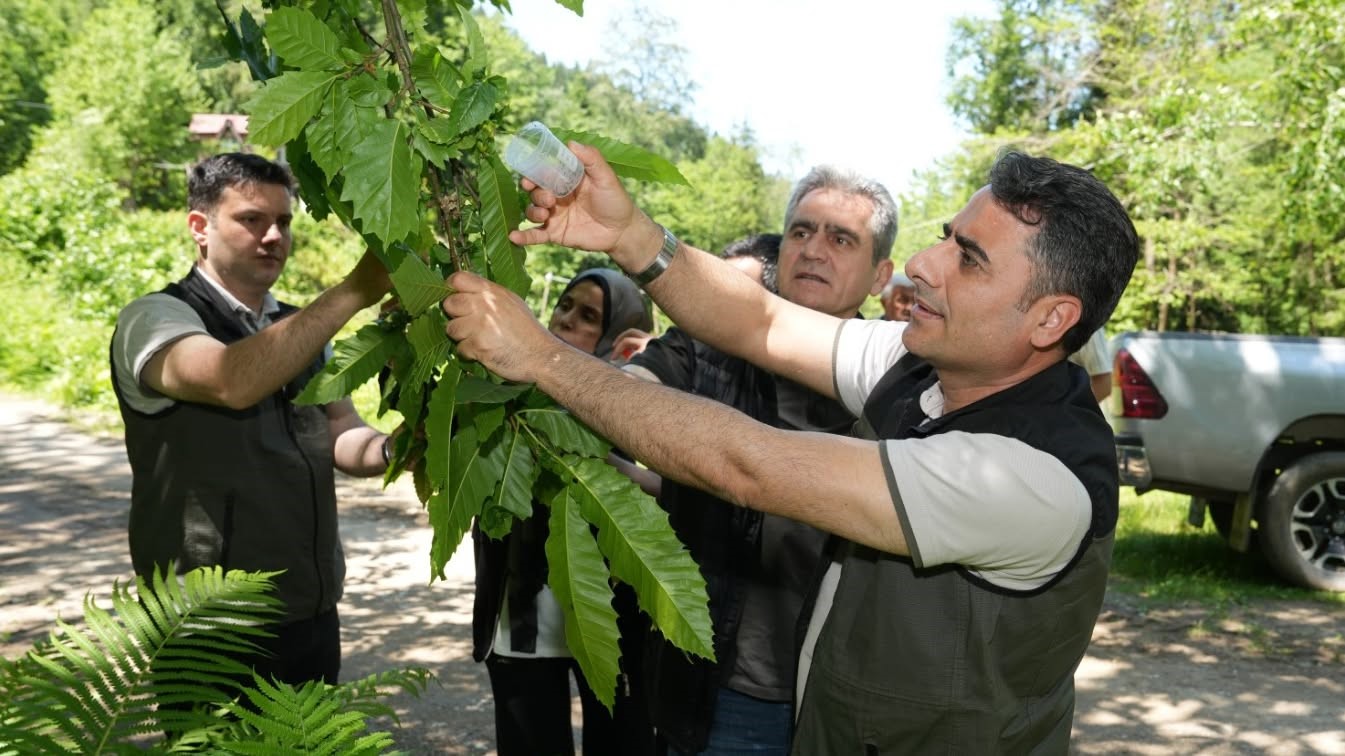 Kestane Ormanlarını Korumak İçin 5 Bin Samuray Arısı Doğaya 