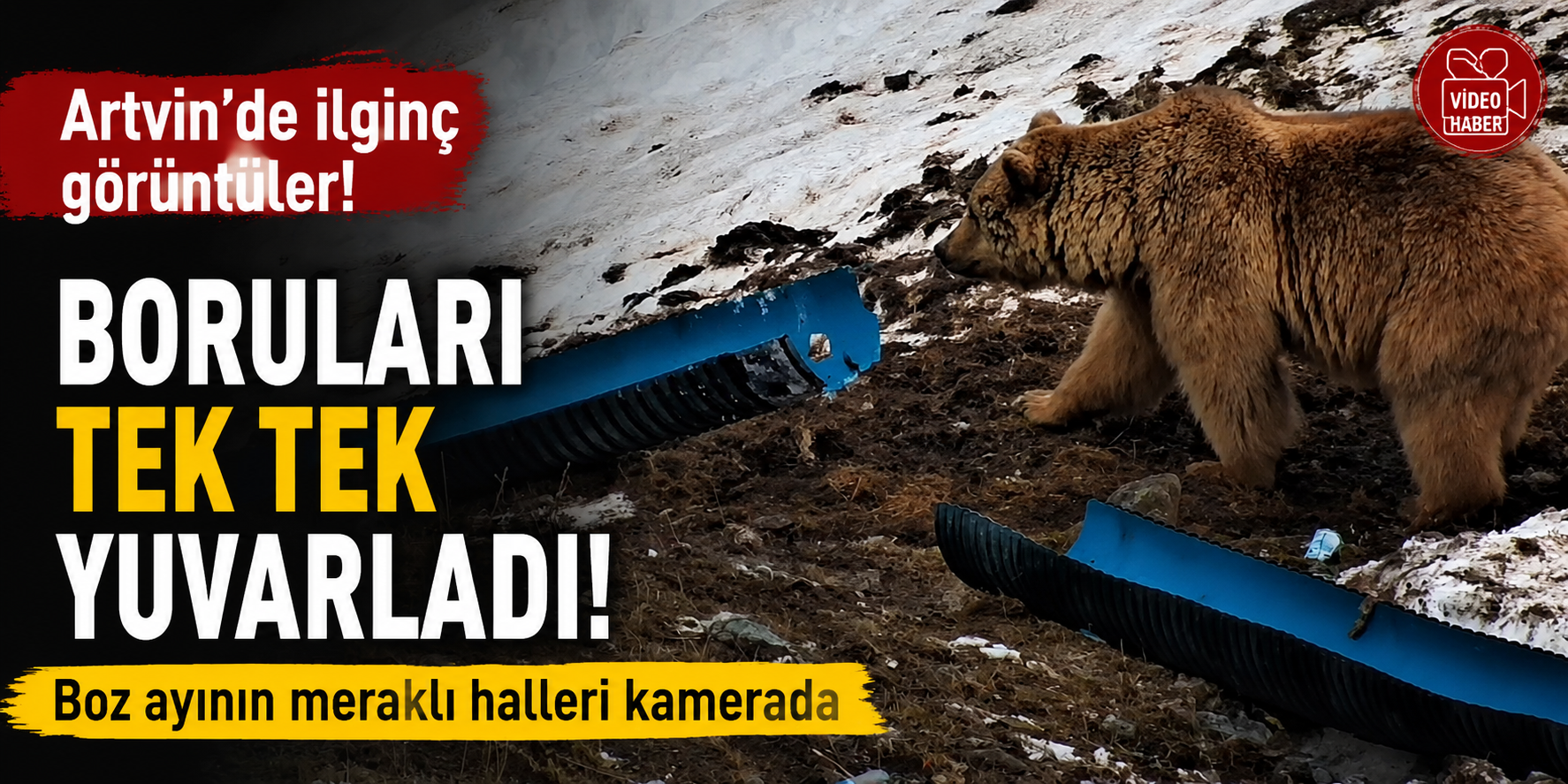 BORULARI TEK TEK YUVARLADI! BOZ AYININ MERAKLI HALLERİ KAMERADA