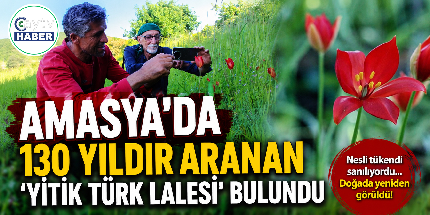 Amasya'da 130 yıldır aranan yitik Türk lalesi bulundu