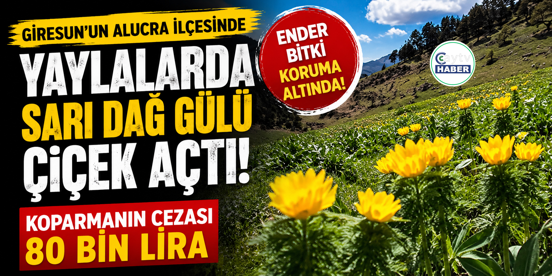 Koparmanın Cezası 80 Bin Lira; Sarı Dağ Gülleri Çiçek Açtı