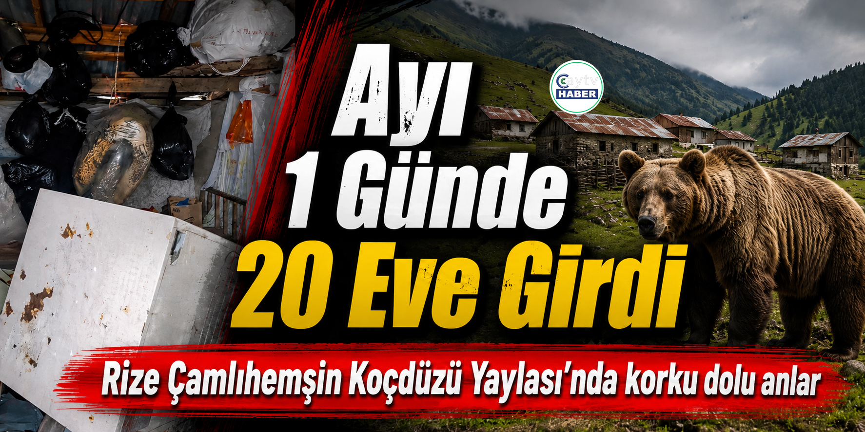 Rize'de Ayı Bir Günde 20 Eve Girdi: Yayla Sakinleri Tedirgin
