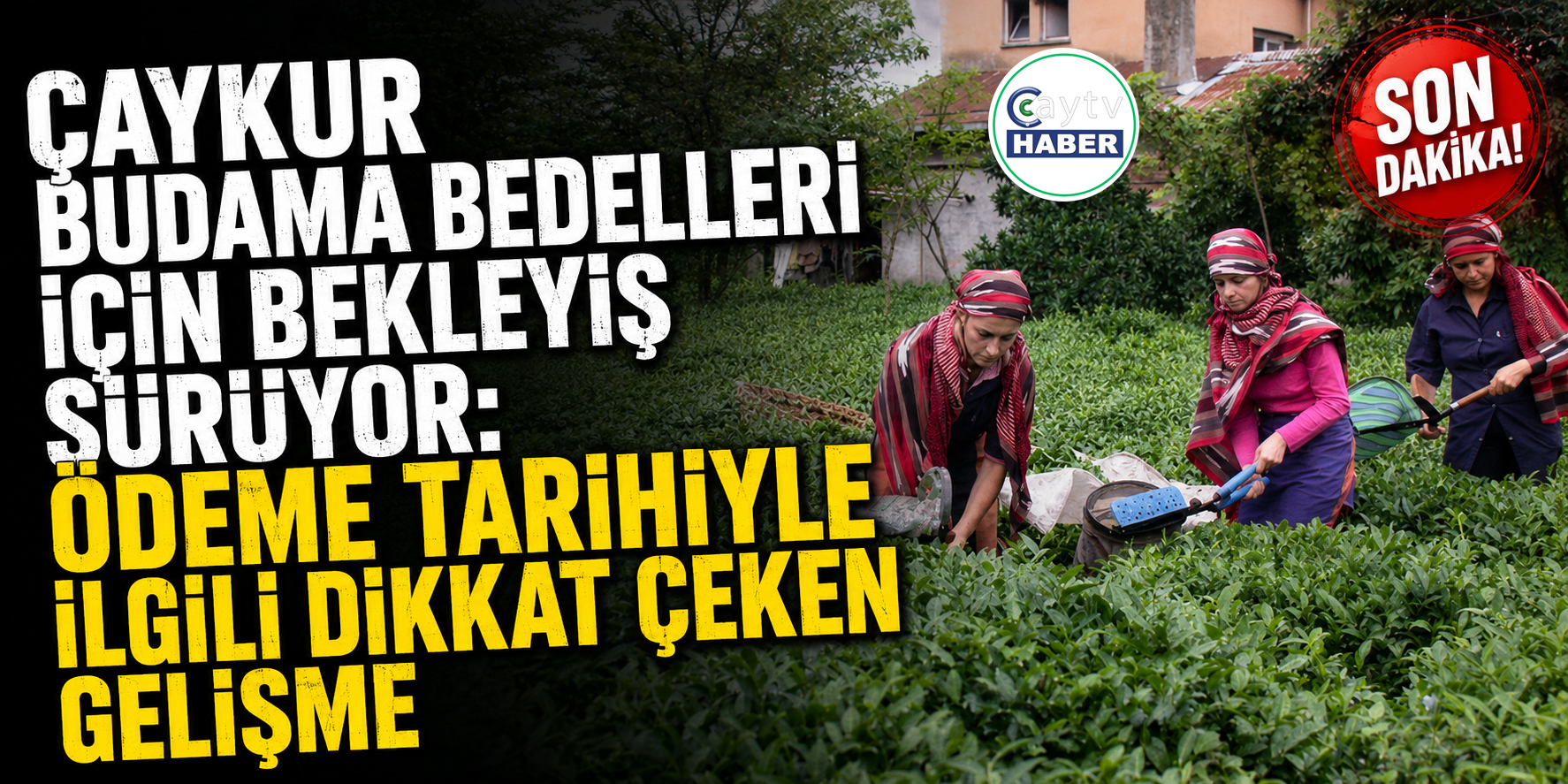ÇAYKUR budama bedelleri için bekleyiş sürüyor: Ödeme tarihiyle ilgili dikkat çeken gelişme