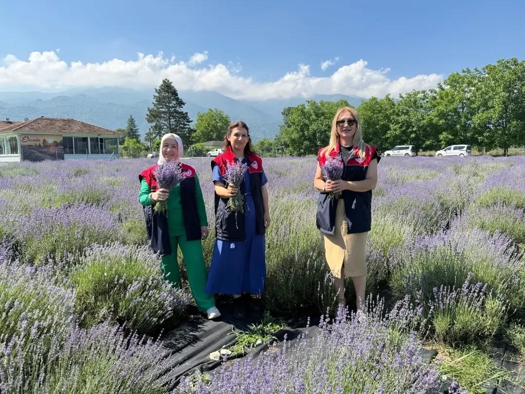Düzce’de Lavanta Hasadı Başladı
