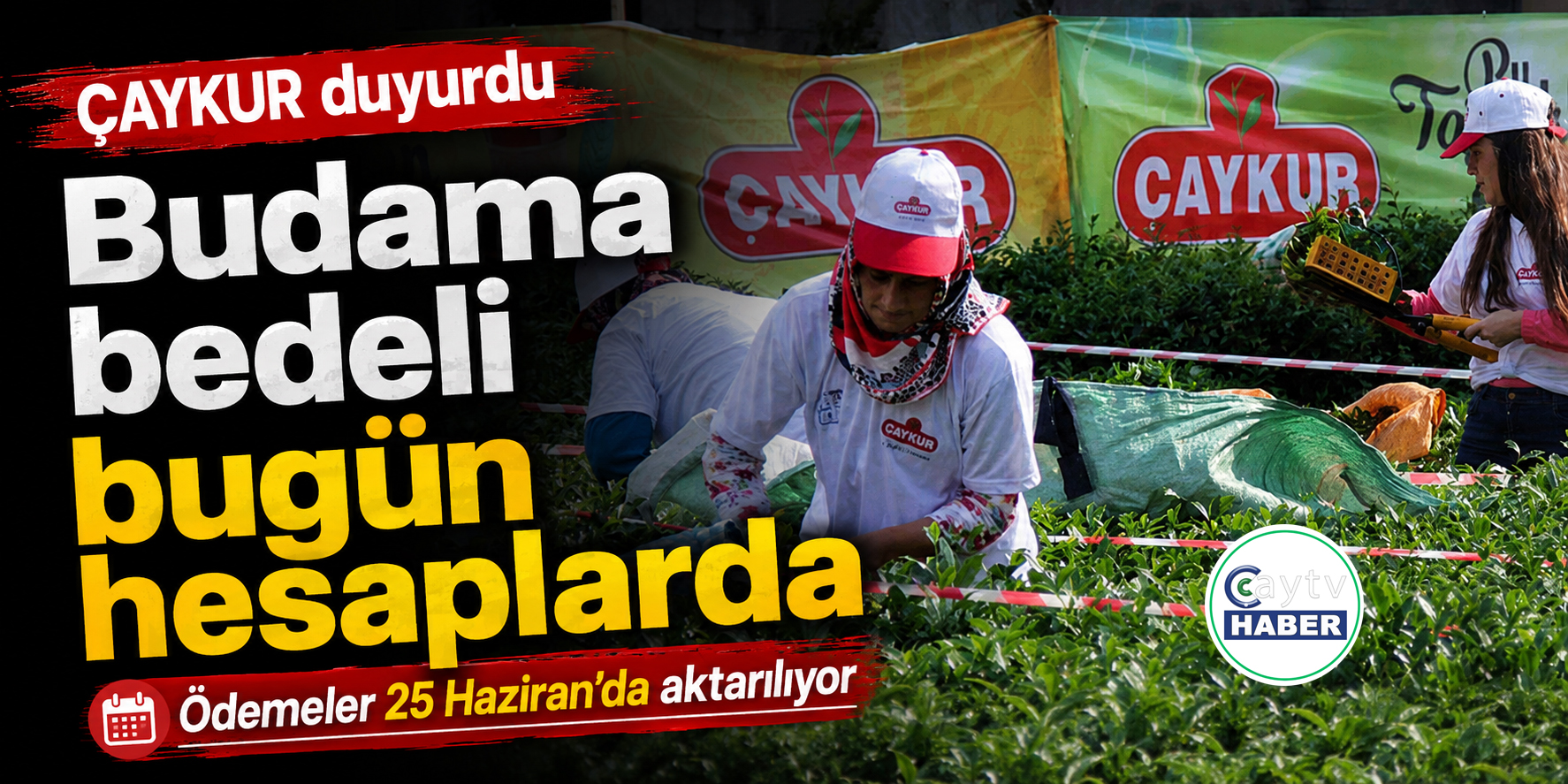 Yaş Çay Budama Bedelleri Bugün Hesaplara Aktarılıyor