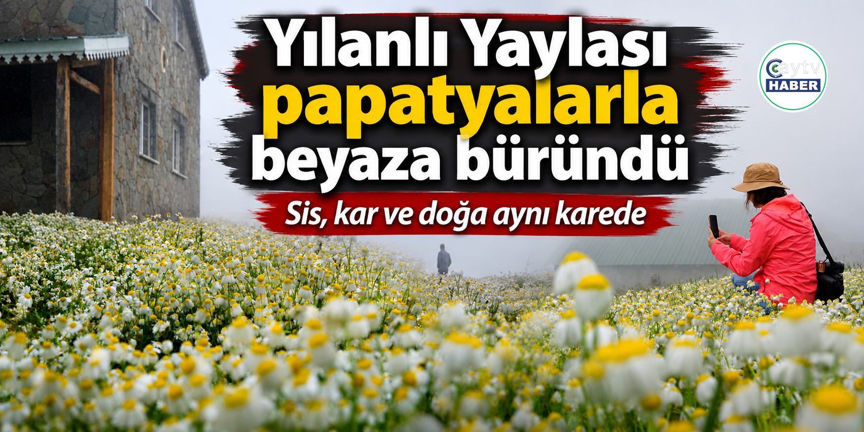 Yılanlı Yaylası papatyalarla beyaza büründü