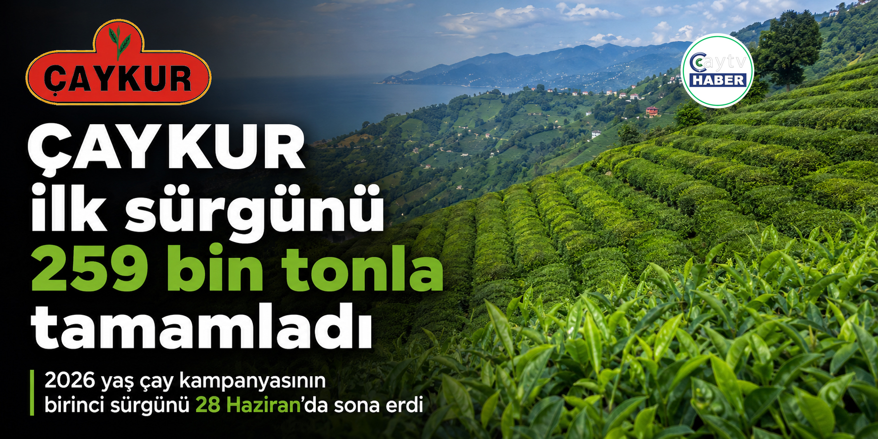 ÇAYKUR İlk Sürgünü 259 Bin Ton Yaş Çay Alımıyla Tamamladı