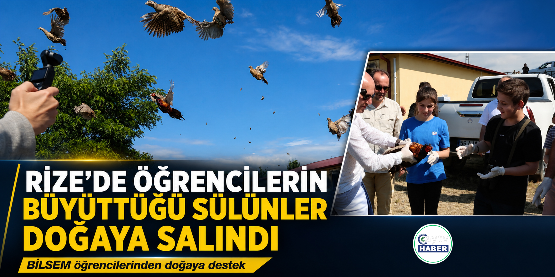 Rize’de öğrencilerin büyüttüğü sülünler doğaya salındı