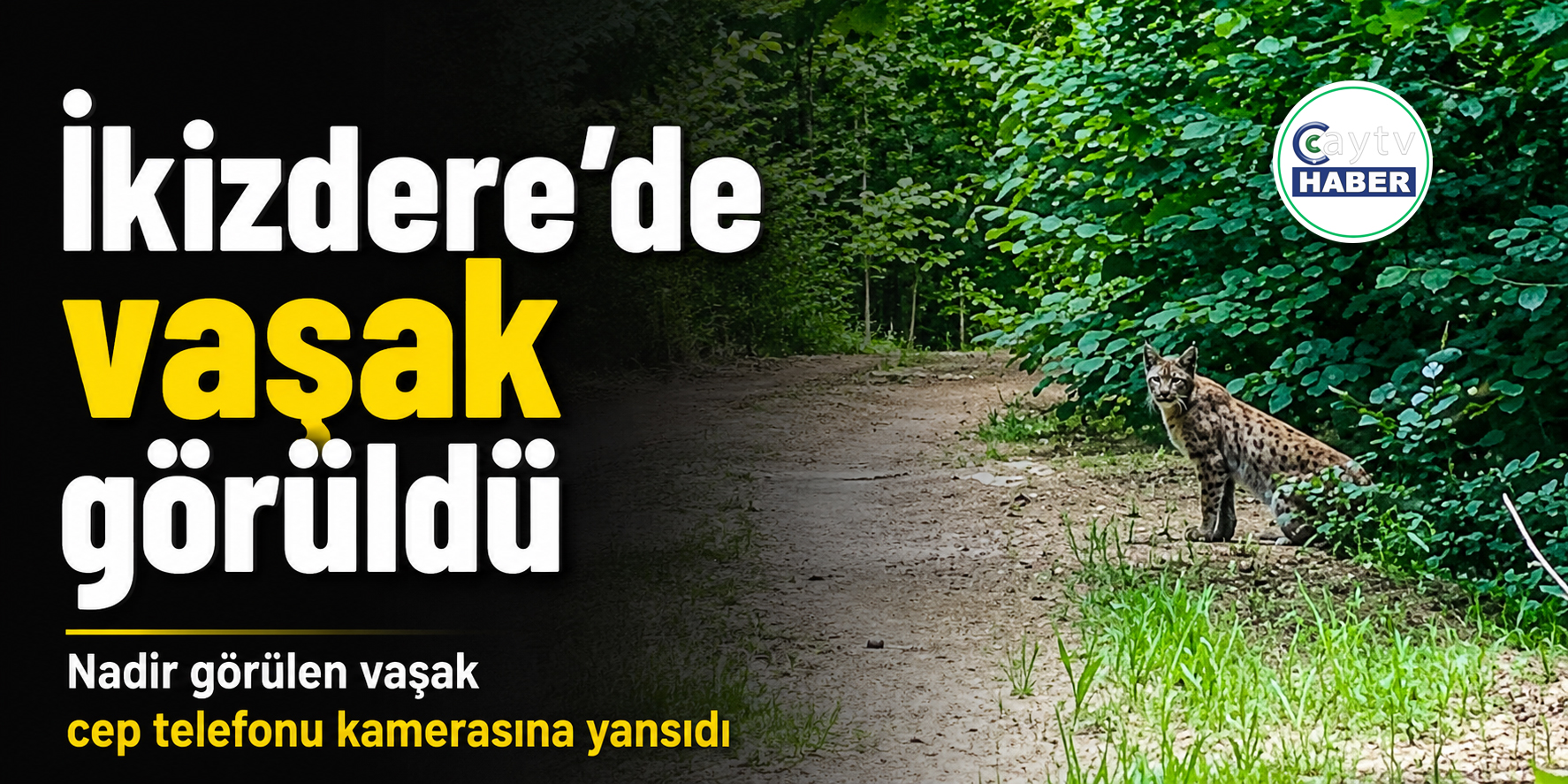 İkizdere’de vaşak görüldü