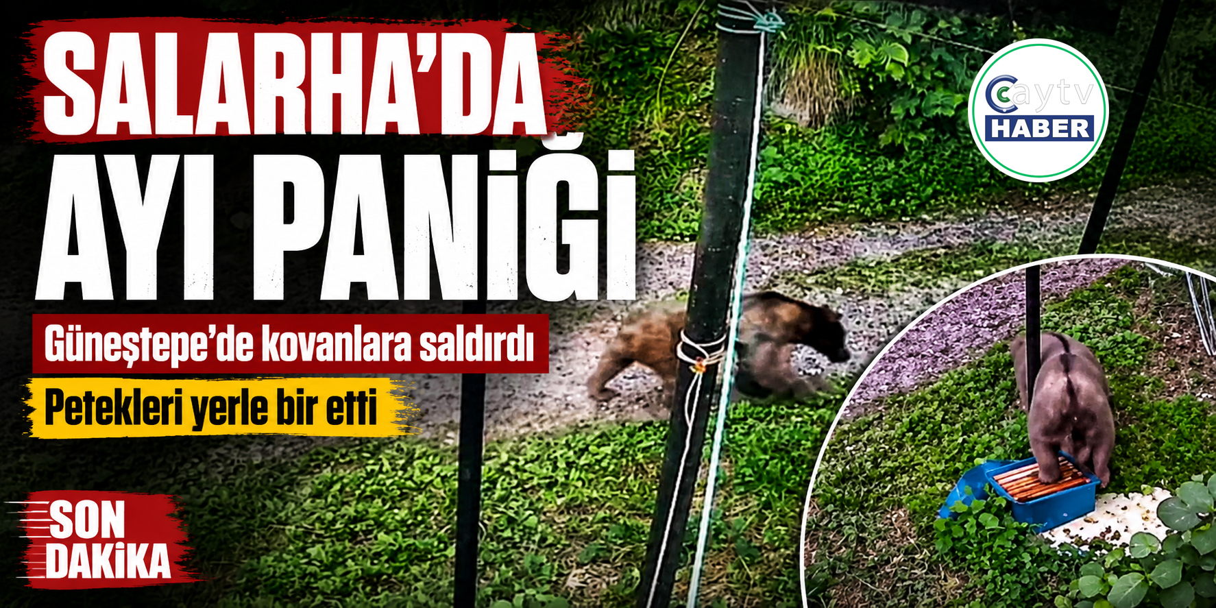 Salarha’da Ayı Paniği: Arı Kovanlarını Parçaladı