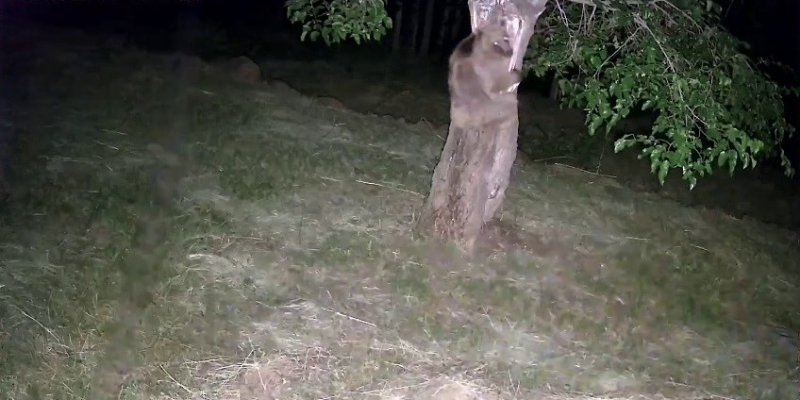 İspir’de Ayı Ve Domuz Sürüleri Dut Bahçelerini Talan Etti