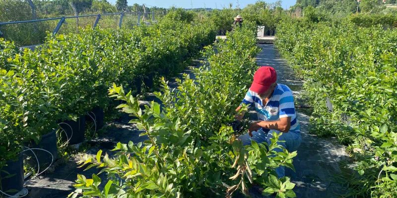 Sinop’ta Yaban Mersini Hasadı Başladı