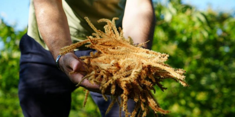 Kestane Çiçeklerinde Hasat Başladı: Antioksidan Deposu Çay Oluyor