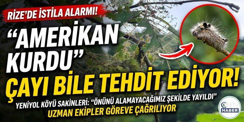 Rize'de Yeni İstilacı Alarmı: "Amerikan Kurdu" Çay Bahçelerini Tehdit Ediyor!