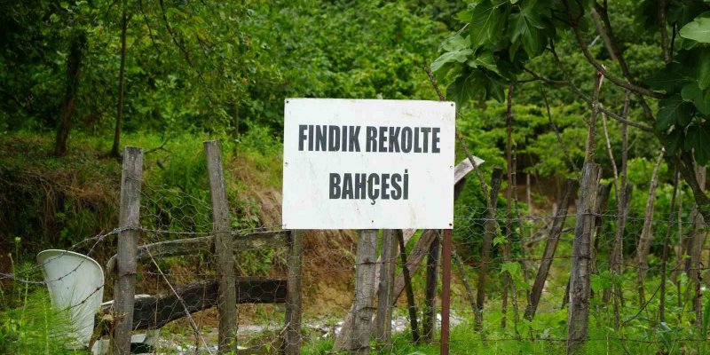 Samsun'da Fındıkta Rekolte Mesaisi Başladı: Sahada Çotanaklar Sayılıyor!