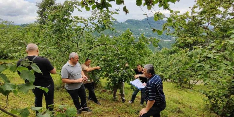 Trabzon’da Fındıkta Rekolte Tespiti Çalışmaları Başladı
