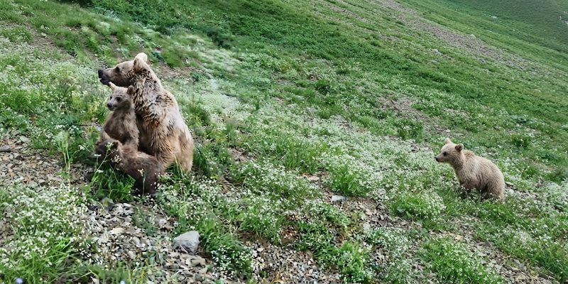 Ardanuç'ta Boz Ayı Ailesinin "Neşeli" Anları Dronla Kaydedildi
