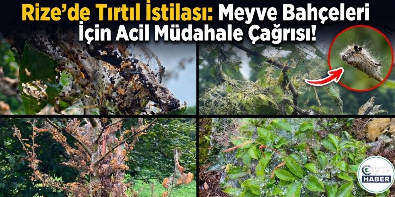 Rize’de Tırtıl İstilası: Meyve Bahçeleri İçin Acil Müdahale Çağrısı!