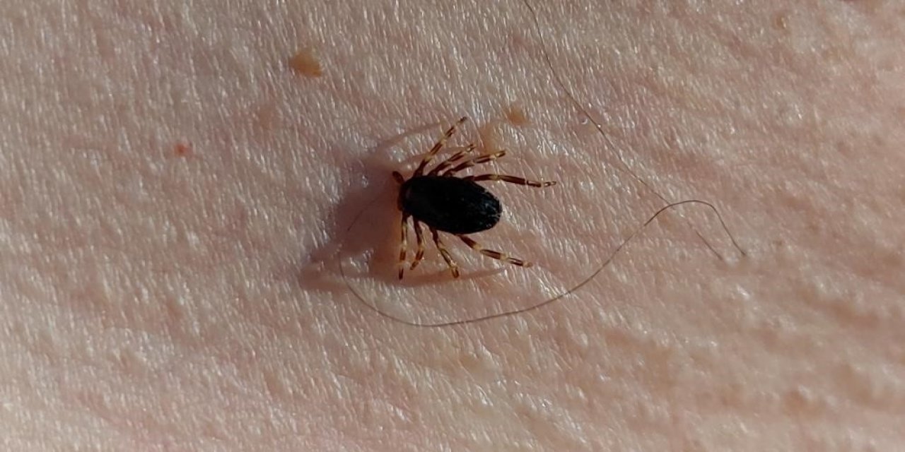 Doğu Karadeniz’de Kene Sezonu Sakin Geçiyor