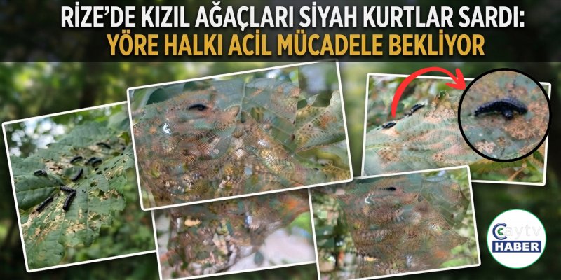 Rize'de Kızıl Ağaçları Siyah Kurtlar Sardı: Yöre Halkı Acil Mücadele Bekliyor