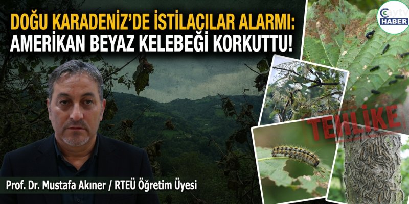 Doğu Karadeniz'de İstilacı Alarmı: Amerikan Beyaz Kelebeği Korkuttu!