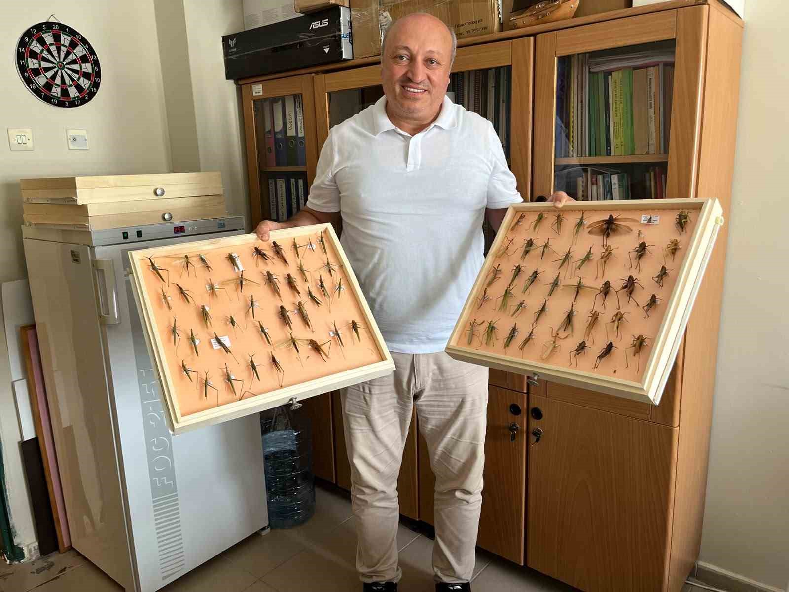 Uzmanından ’çekirge’ Açıklaması: "ülkemizde Görülen Durum Bir Salgın Değil, Mevsimsel Bir Durum"