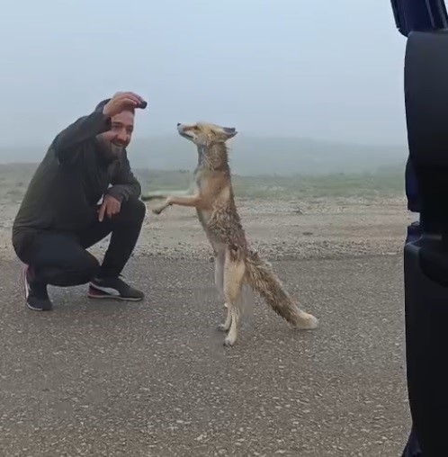 Bayburtlu Aile Yayla Yolunda Karşılaştıkları Tilkiyi Kekle Besledi
