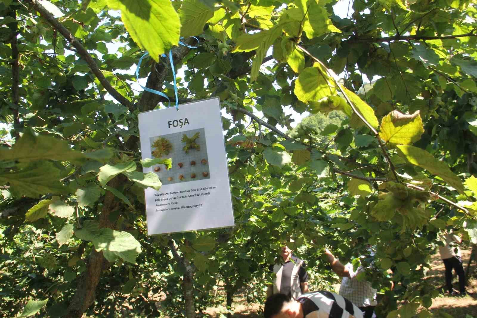 10 Yıllık Araştırmanın Sonuçları Açıklandı: Fındıkta Doğru Çeşit Ve Rakım Belirlendi
