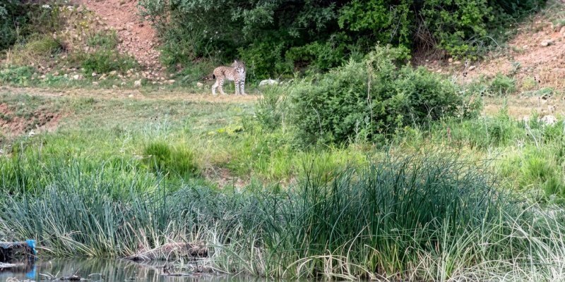 Koruma Altındaki Vaşak Bayburt’ta Yeniden Görüldü