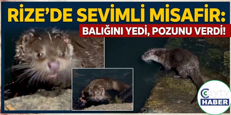 RİZE'DE SEVİMLİ MİSAFİR: BALIĞINI YEDİ, POZUNU VERDİ!