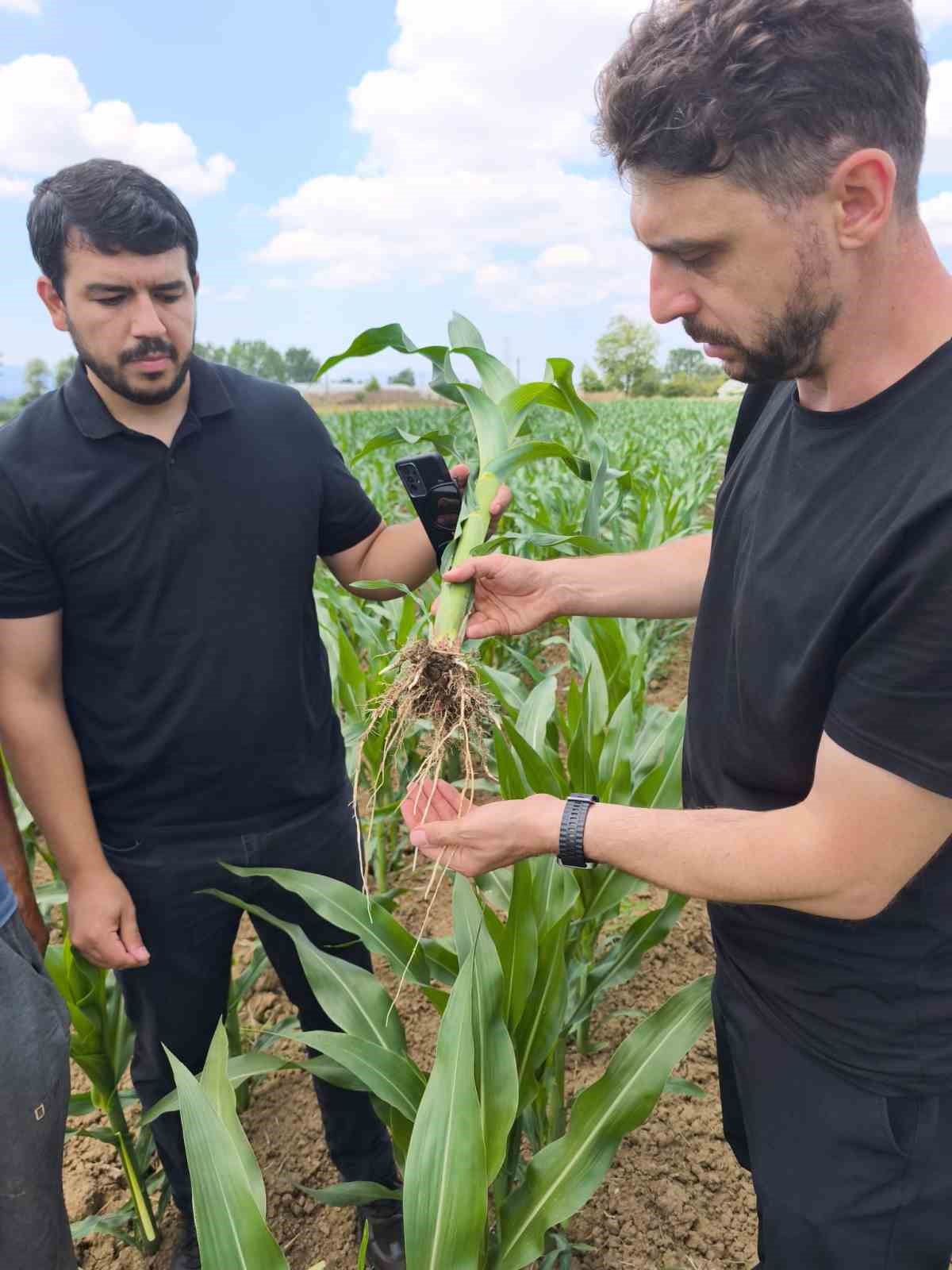 Yeni Mısır Çeşidi 6 Bölgede Test Ediliyor