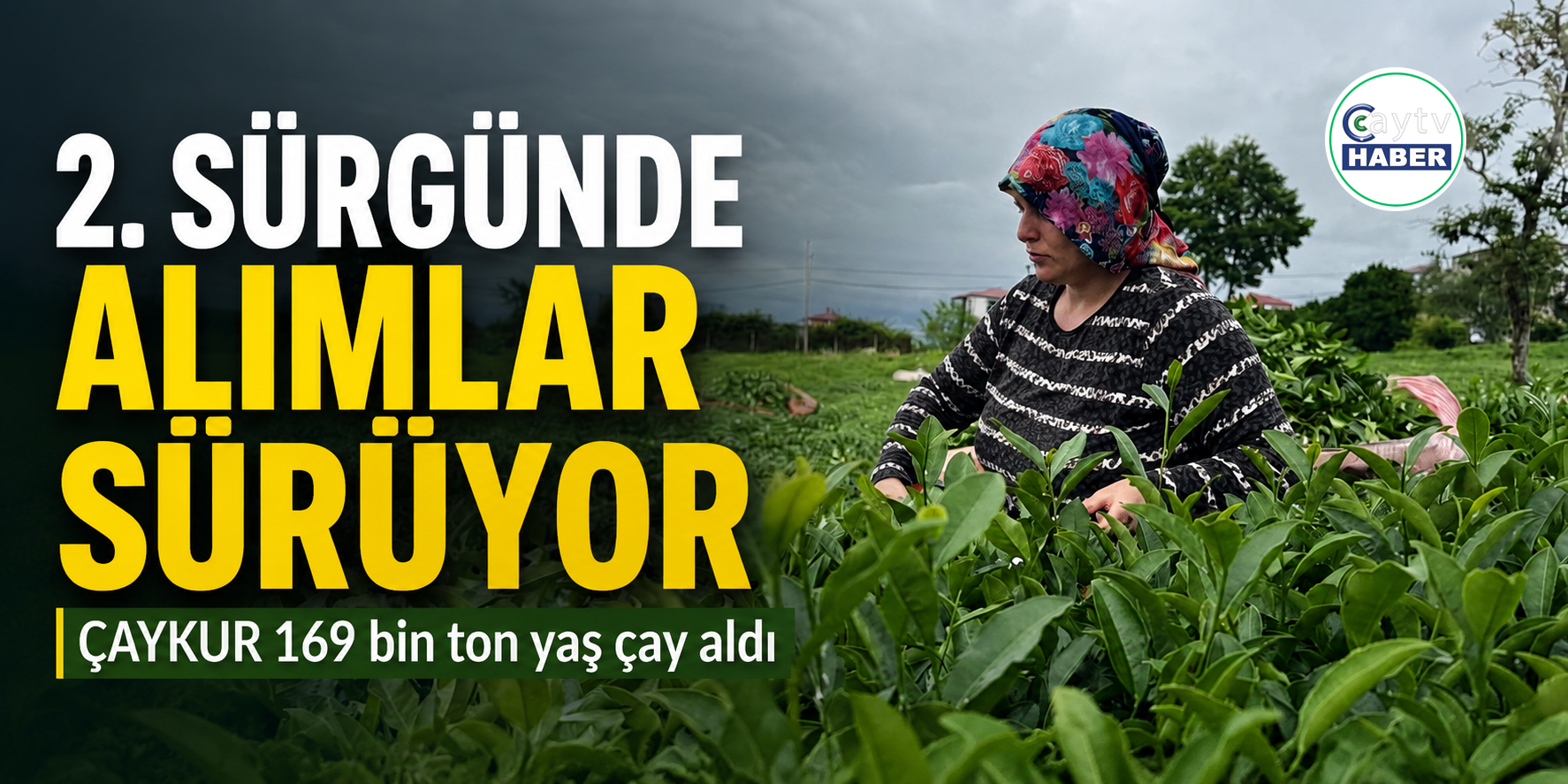 ÇAYKUR ikinci sürgünde 169 bin tona ulaştı