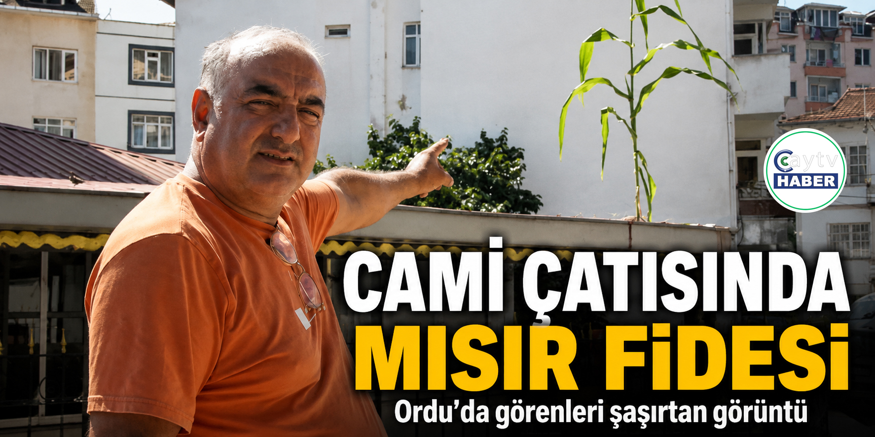 Mısır yetişeceği yeri karıştırdı , cami çatısında mısır yetişti