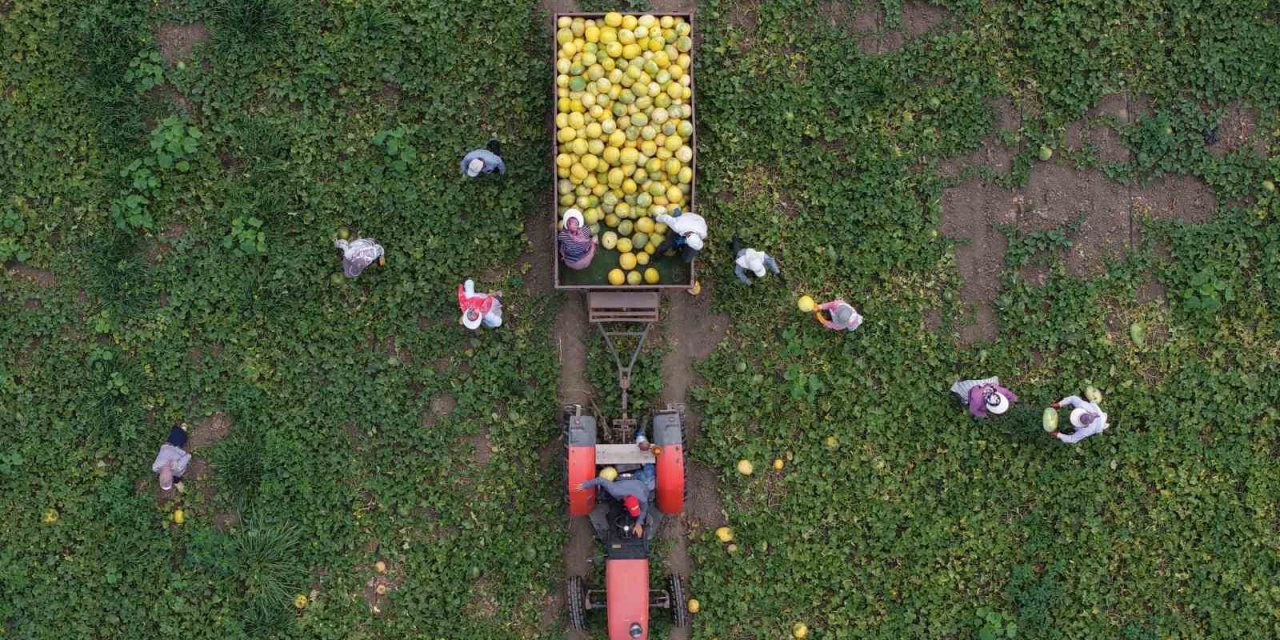 Bafra Ovası’nda Kavun-karpuz Bereketi: Baldan Tatlı Hasat