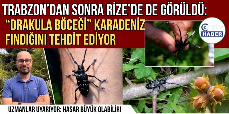 Trabzon'dan Sonra Rize'de de Görüldü: "Drakula Böceği" Karadeniz Fındığını Tehdit Ediyor