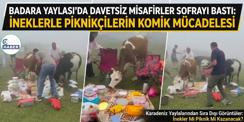 Badara Yaylası'nda Davetsiz Misafirler Sofrayı Bastı: İneklerle Piknikçilerin Komik Mücadelesi