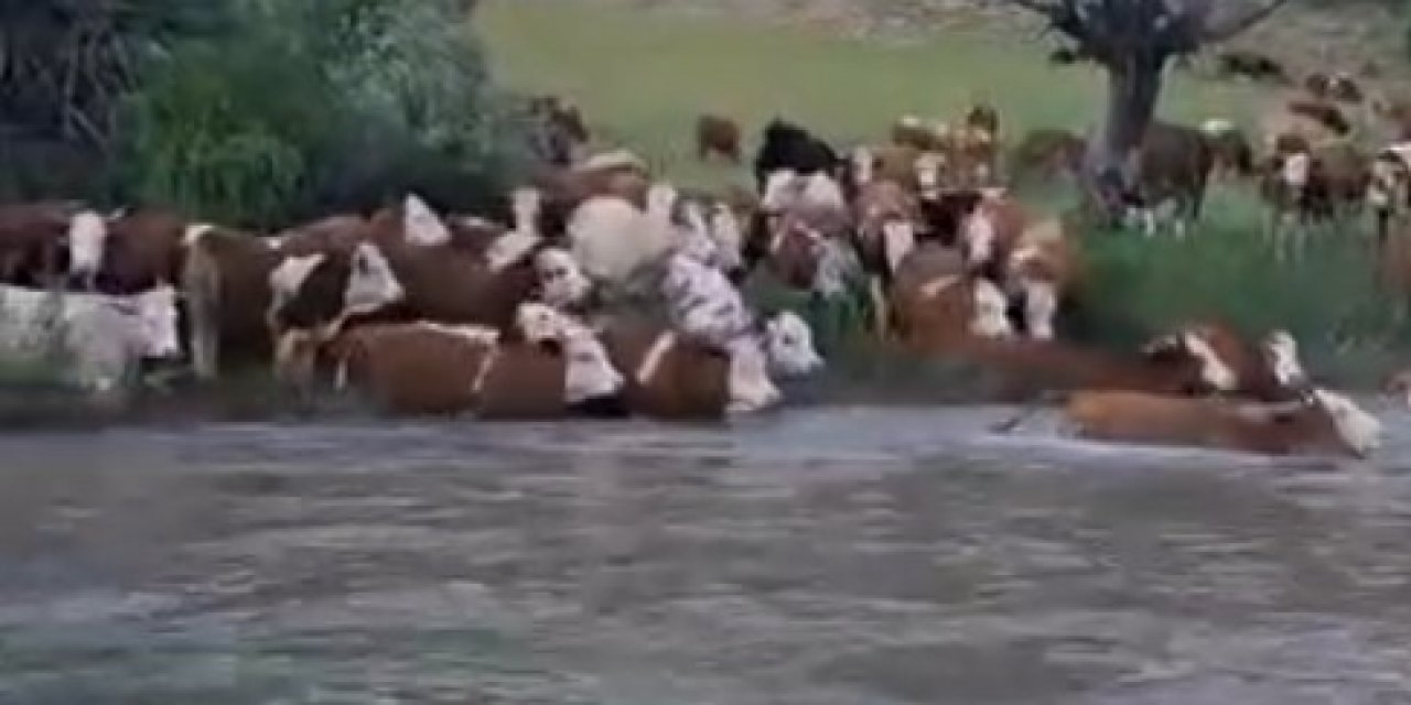 Sürü Halinde Suya Girdiler, Kelkit Çayı’nı Yüzerek Geçtiler