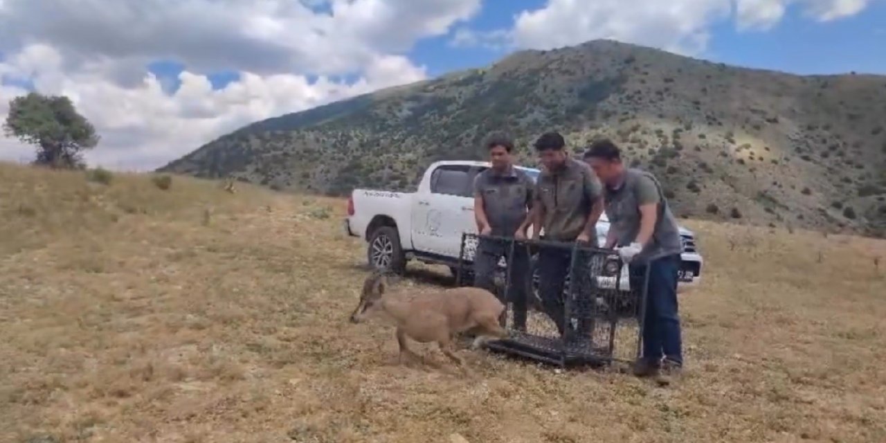 Bayburt’ta Tedavisi Tamamlanan Yaban Keçisi Yeniden Doğaya Bırakıldı