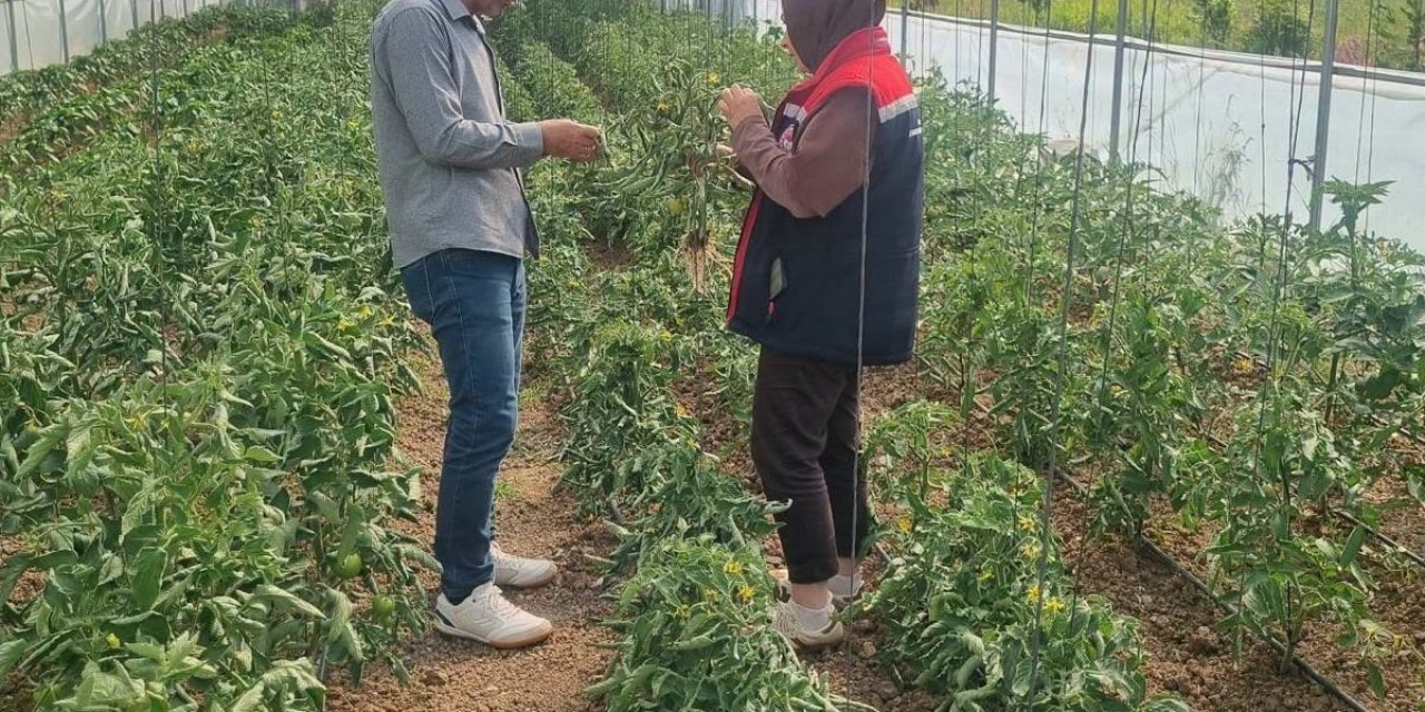 Bayburt’ta Ekili Alanlarda Zararlı Takibi Devam Ediyor